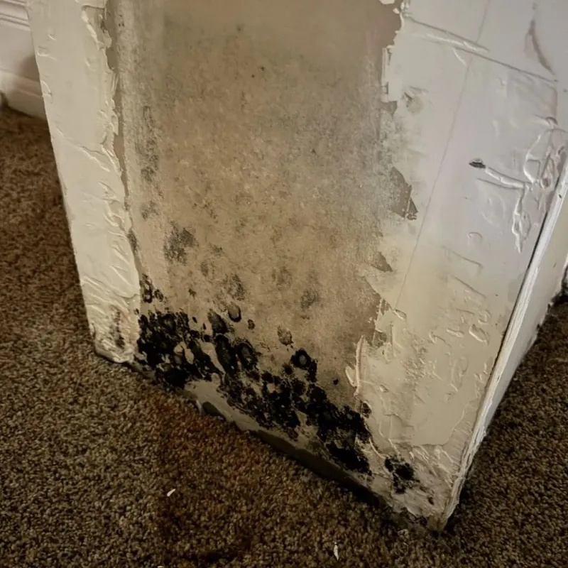 Professional Mold Removal in Mount Vernon, VA